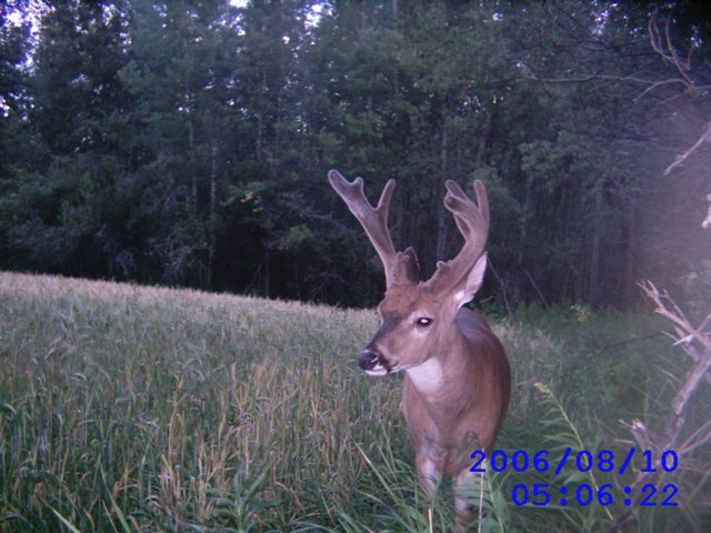 Alberta Whitetail Deer