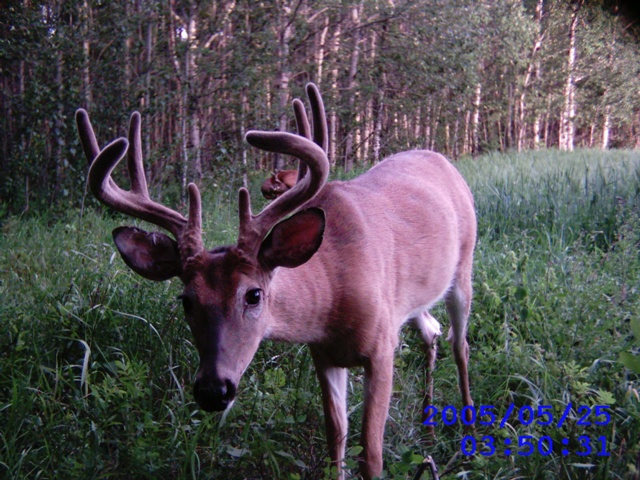 Alberta Whitetail Deer