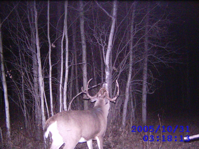 Alberta Whitetail Deer