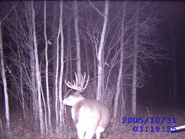 Alberta Whitetail Deer