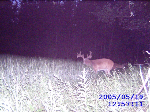 Alberta Whitetail Deer