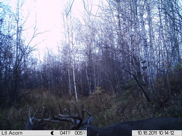 Alberta Whitetail Deer