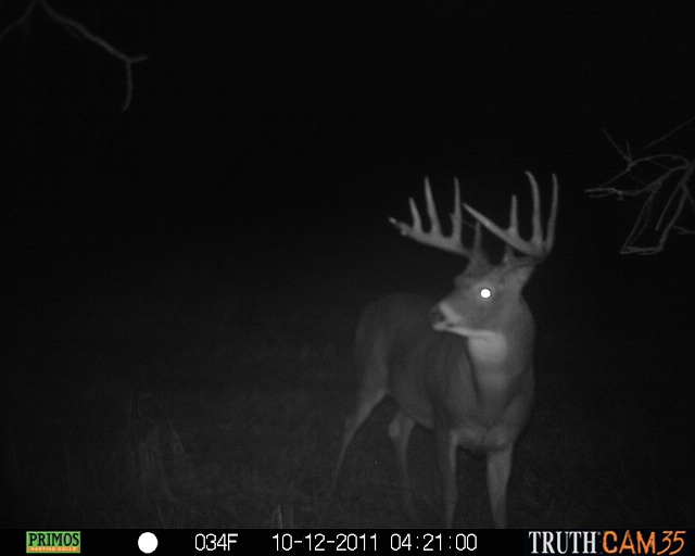 Alberta Whitetail Deer