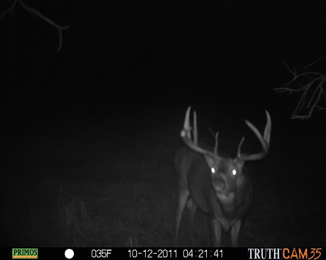 Alberta Whitetail Deer