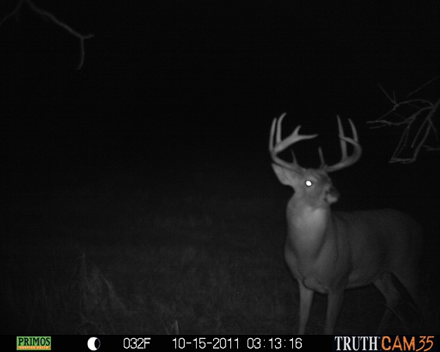 Alberta Whitetail Deer