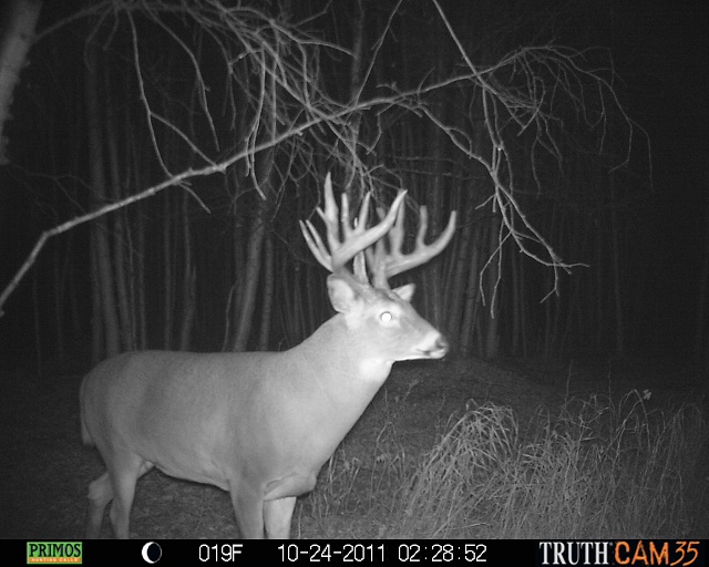 Alberta Whitetail Deer