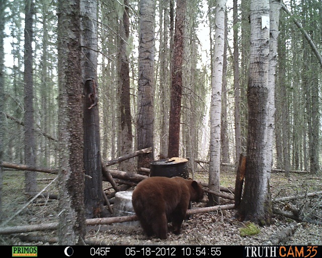 Alberta Black Bear