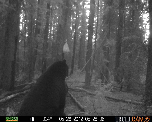 Alberta Black Bear