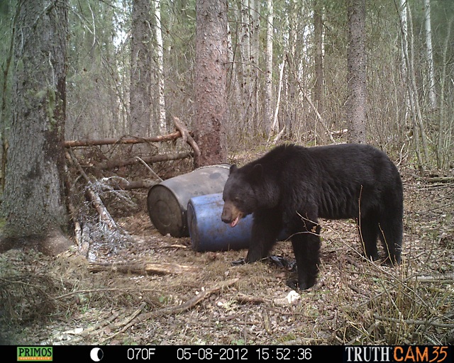 Alberta Black Bear