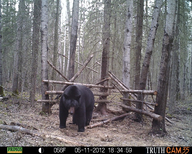 Alberta Black Bear