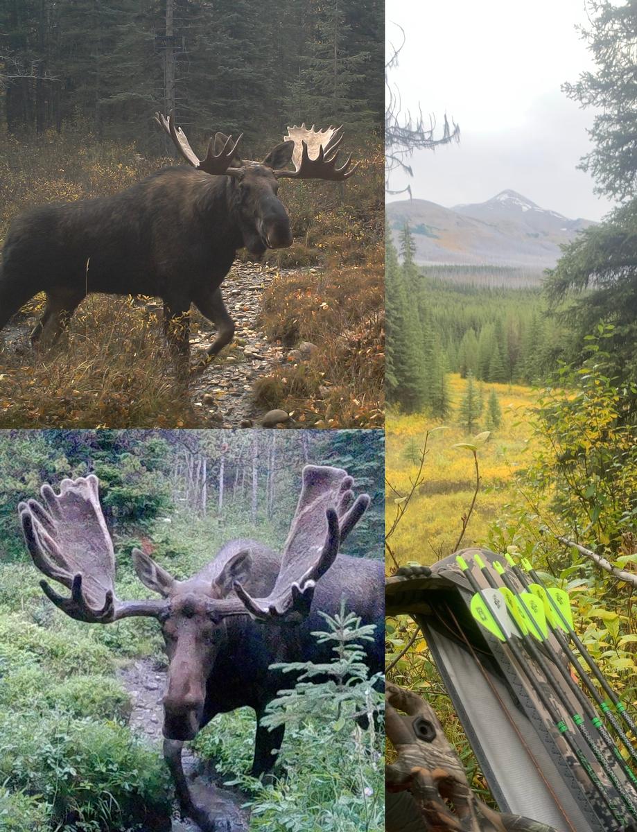 Trophy Moose Bow Hunt Trophy Moose Bow Hunt