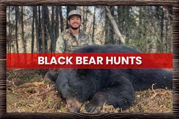 Black Bear Hunts Black Bear Hunts