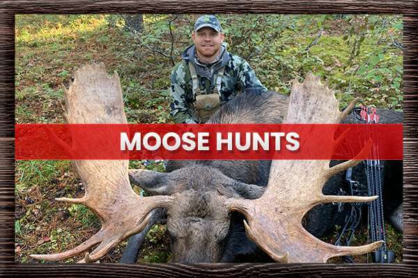 Moose Hunts Moose Hunts