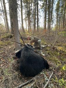 trophy Black Bear Bowhunting