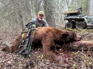 Trophy Black Bear Bowhunting Alberta Canada 