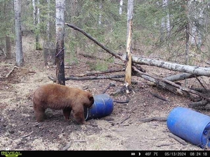 Trophy Black Bear Bowhunting Alberta Canada