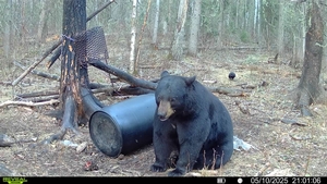 2025 Trophy Black Bear Bowhunting Trail camera