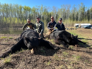 2025 Trophy Black Bear Bowhunting Alberta Canada