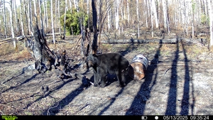 2025 Trophy Black Bear Bowhunting Trail camera