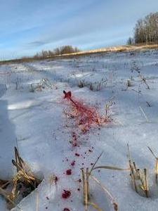 Trophy Whitetail Deer Bowhunting Edmonton Bowzone Alberta Canada