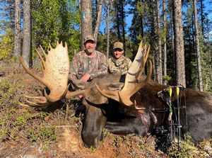 Moose Bowhunting